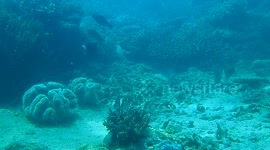 Reefs around Mackay, Qld Australia