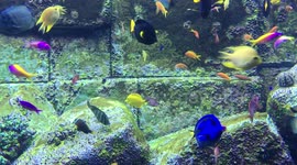 Bright Fish Swimming