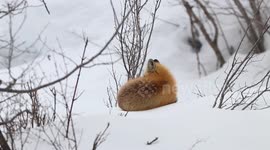 Sleepy Fox