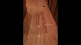 Raccoon Plays Fetch!