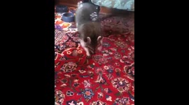 Pet Raccoon Plays With Bubbles