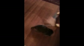 Pet Raccoon Plays With A Broom