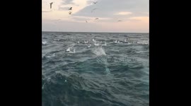 Rocket-like gannets dive bomb prey