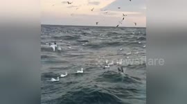 Newsflare Edit - Diving birds