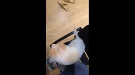 Greedy dog was tricked to look for food