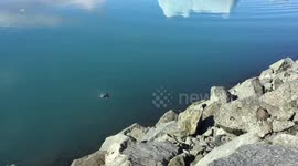 Icelandic Bird Bath at Jökulsárlón Glacier Lagoon