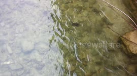 Trout fish in spawning period carefree swims in the river Bregava.
