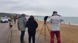Hundreds flock to Slapton, Devon, to view humpback whale and calf