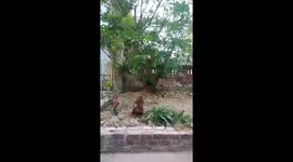 Cute dog trying to pick fruits from his neighbor's garden