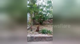 Newsflare Edit - Cute dog trying to pick fruits from his neighbor's garden