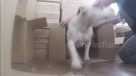 Special delivery - a pack of dogs