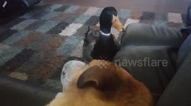 Nibbles the duck thinks he's a dog