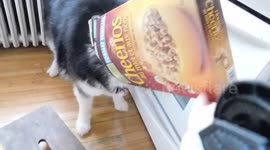 Hungry Alaskan malamute gets her head stuck in cereal box