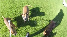 Clever staffies recognise their own coloured ball