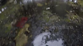 Finding bones in Chernobyl