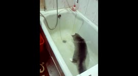 Kitten tries to understand where water disappears