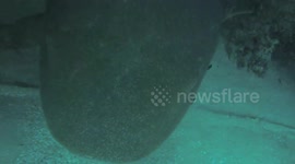 Cave diving with sharks