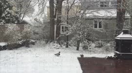 Maine Ducks in a Late April Snowstorm