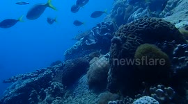 Fish life on the reef