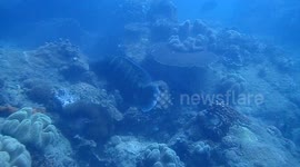 Maori wrasse
