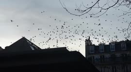 Mass Fl;ock Of Pigeons In Paris