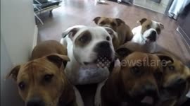 Staffordshire bull terriers answer owner's questions