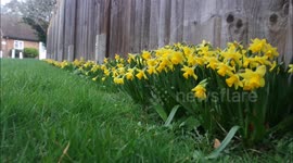 spring daffodils