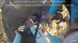 PELICAN RESCUE