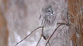 Great Grey Owl on Multiple Perches