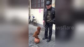 Well-trained dog performs tricks on basketball