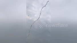 Wild geese migrate ahead of Spring