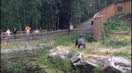 Silverback gorilla throws sticks at zoo visitors