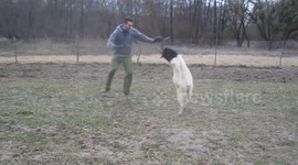 Man play fights with his goat