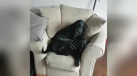 Dog looks guilty after trashing owner's home