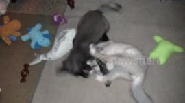Adorable fox babies play fighting at sanctuary