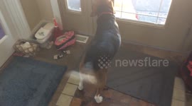 Dog Reacts to Intruder