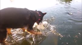 German shepherd catches fish in pond
