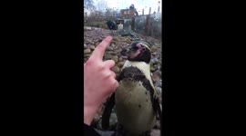 Hypnotized Penguin In The London Zoo