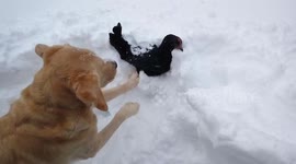 Dog rescues chickens buried under Nova Scotia snow