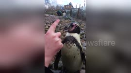Penguin is 'hypnotised' by visitor at London zoo