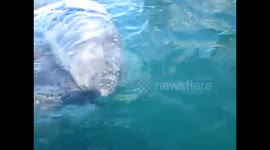 Friendly baby whale interacts with family