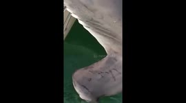 Hammerhead shark lies on kayaker's lap after being caught