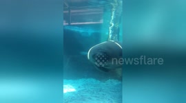Manatee tries to 'kiss' camera lens but bangs his nose on enclosure glass