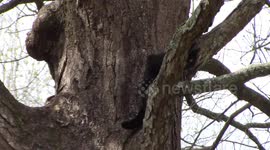 Good samaritan rescues cat chased up tree by dog