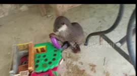 The otter and the toy eggplant