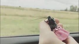 Roach Trip