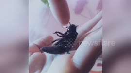 Pet cockroach drinks water from owner's finger