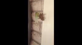 Cicada sheds its shell outside US home