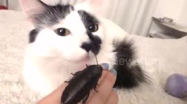 Pet cockroach 'kisses' cat