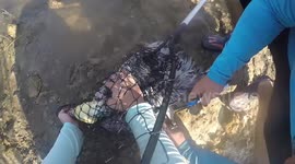 Kayakers rescue pelican in distress